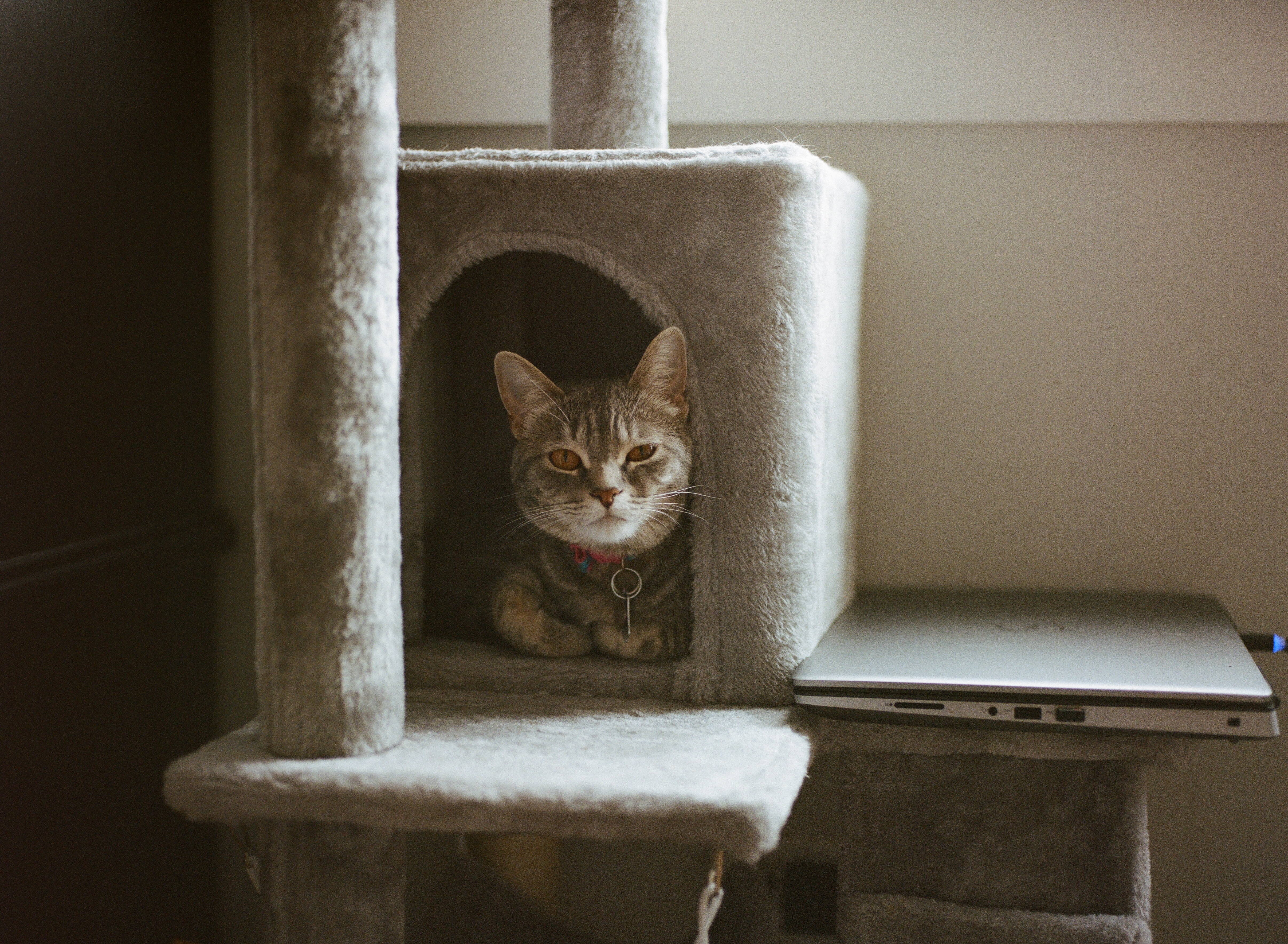cat in cat tree