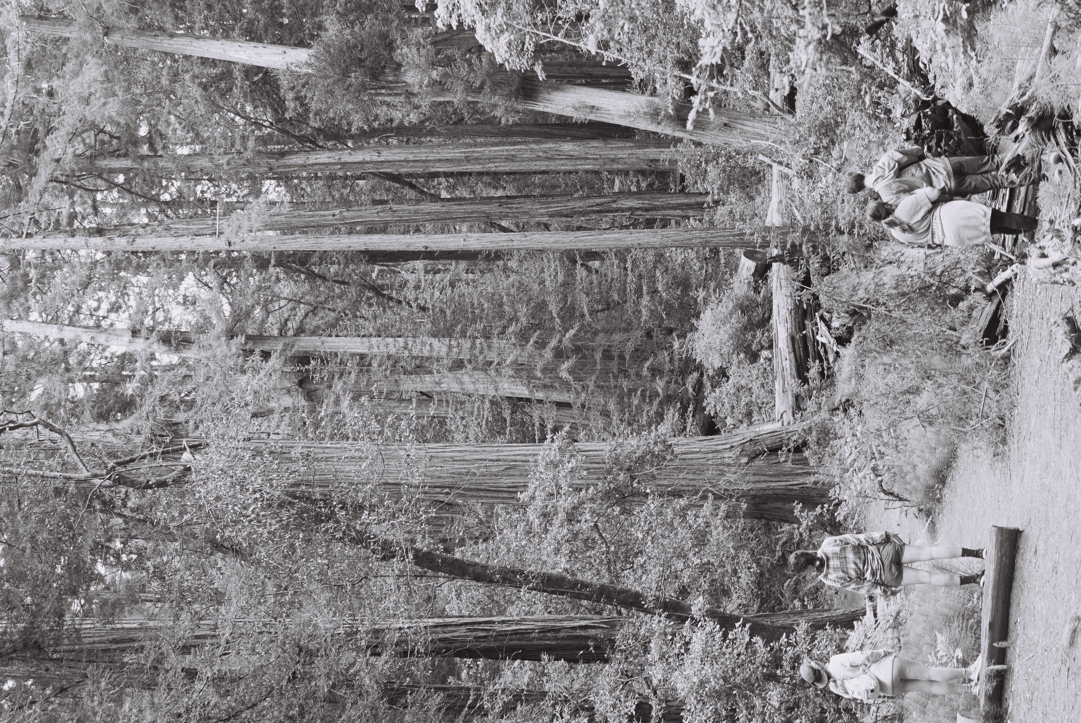 people standing in front of redwoods