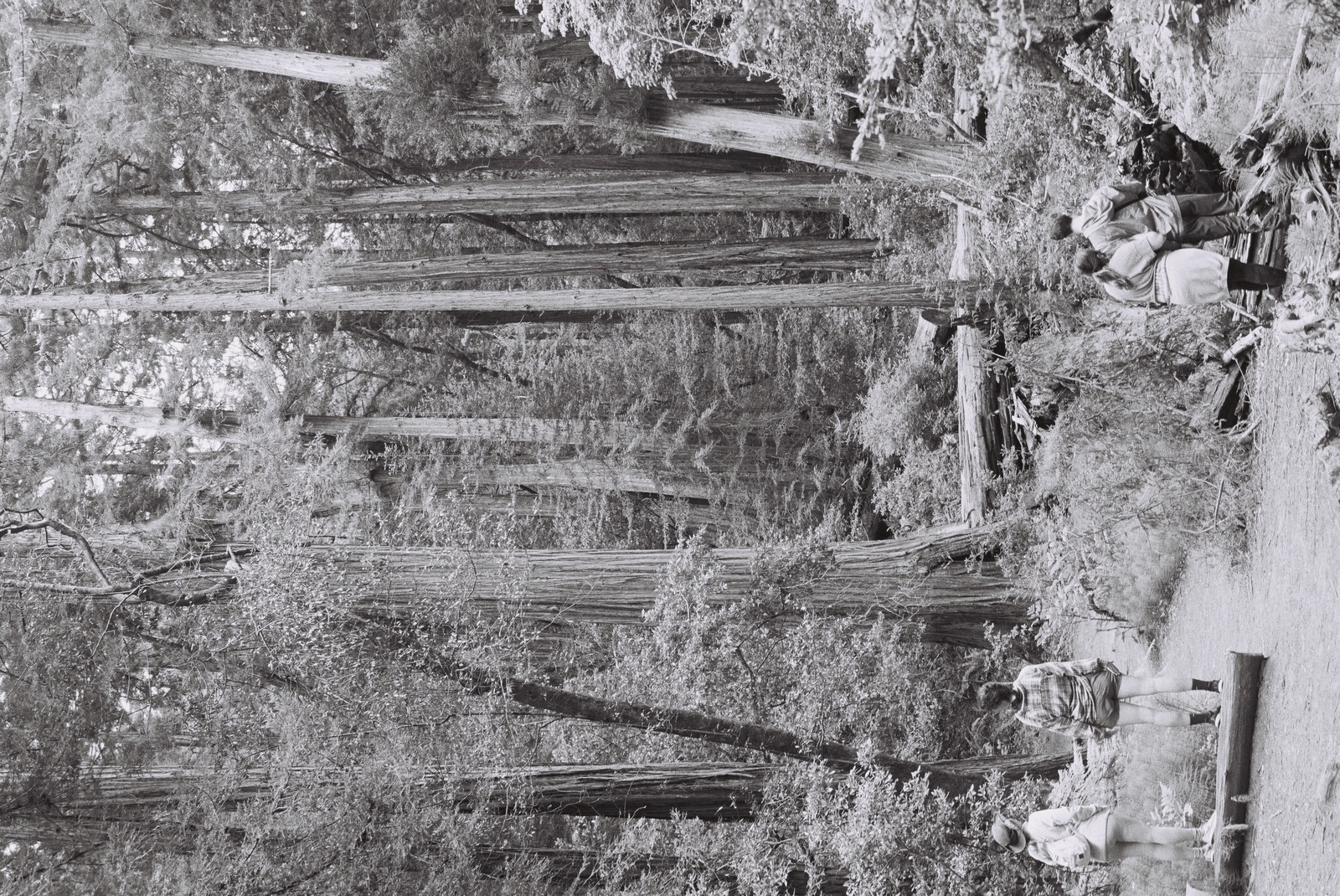people standing in front of redwoods